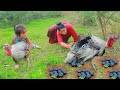 survival in the rainforest - Catch Turkey Bird egg and snail in forest -  Fried  Turkey For dinner
