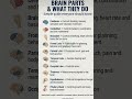 parts of the brain