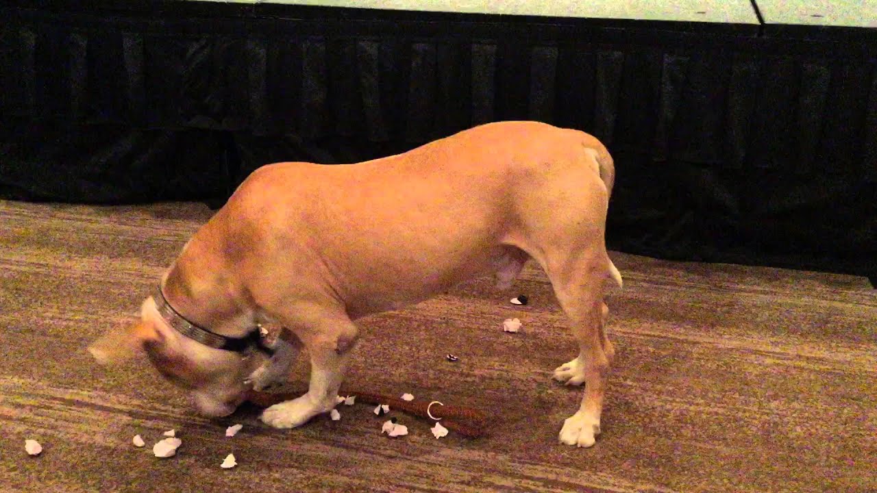 petco hours Shorty Rossi's service dog Hercules steals the show at BarkWorld Expo 2015