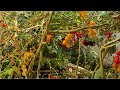       cherrytomato seedgarden vlog hasnazworld