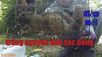 Săn Bắt - Thăm Bẫy Sóc Bông Điểm Mới Trúng Mánh Liên Tục - SQUIRREL TRAP _ Vạn Lý Do