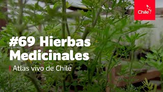 #69 Hierbas medicinales  Atlas Vivo de Chile