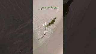 اجوانا بتعووم - Iguanas