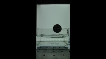 Water and Ping Pong Ball- Microgravity Experiment