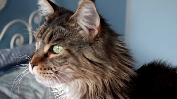 Canon Eos 1100d Sample Video