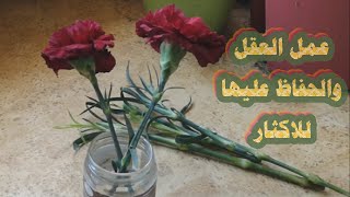كيفية اكثار القرنفل من الباقة وطريقة الحفاظ على العقل كي تبقى سليمة How to propagate carnations