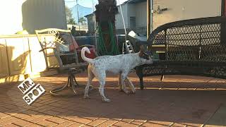 🔴Spot Playing With The Flying Saucer/ Spot Jugando Con El Platillo Volador #Perrobodeguero