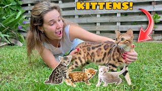 MY EXOTIC CAT IS PREGNANT! by Hannah Feder 727,658 views 4 months ago 17 minutes