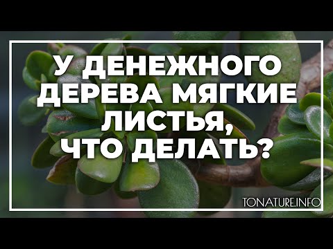 У денежного дерева мягкие листья, что делать? | toNature.Info