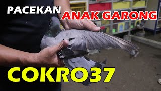 MERPATI PACEK ANAK GARONG, TRAH JUARA COKRO 37