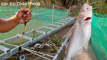 lần đầu câu cá sông trúng ngay ổ cá lăng dực mỗi tay#sănBắtChâuphong