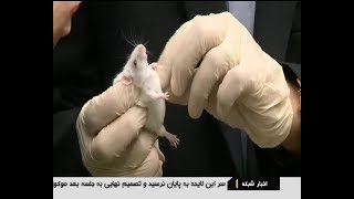 Iran First CRISPR Hemophilia mouse model, Genetic Engineering Institute موش كريسپر مدل هموفيلي