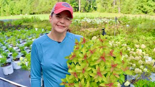 7 Shrubs to Plant For Fall Interest | Gardening with Creekside