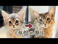 【祝】ソマリの子猫～1歳までの成長【1歳になりました♪】