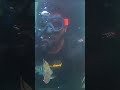 Scuba diving goa