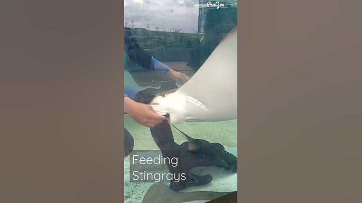 Feeding Stingrays 😱🧟 #shorts