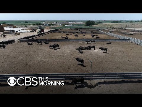 The Dish: How Snake River Farms is bringing Wagyu beef from Japan to the masses in America