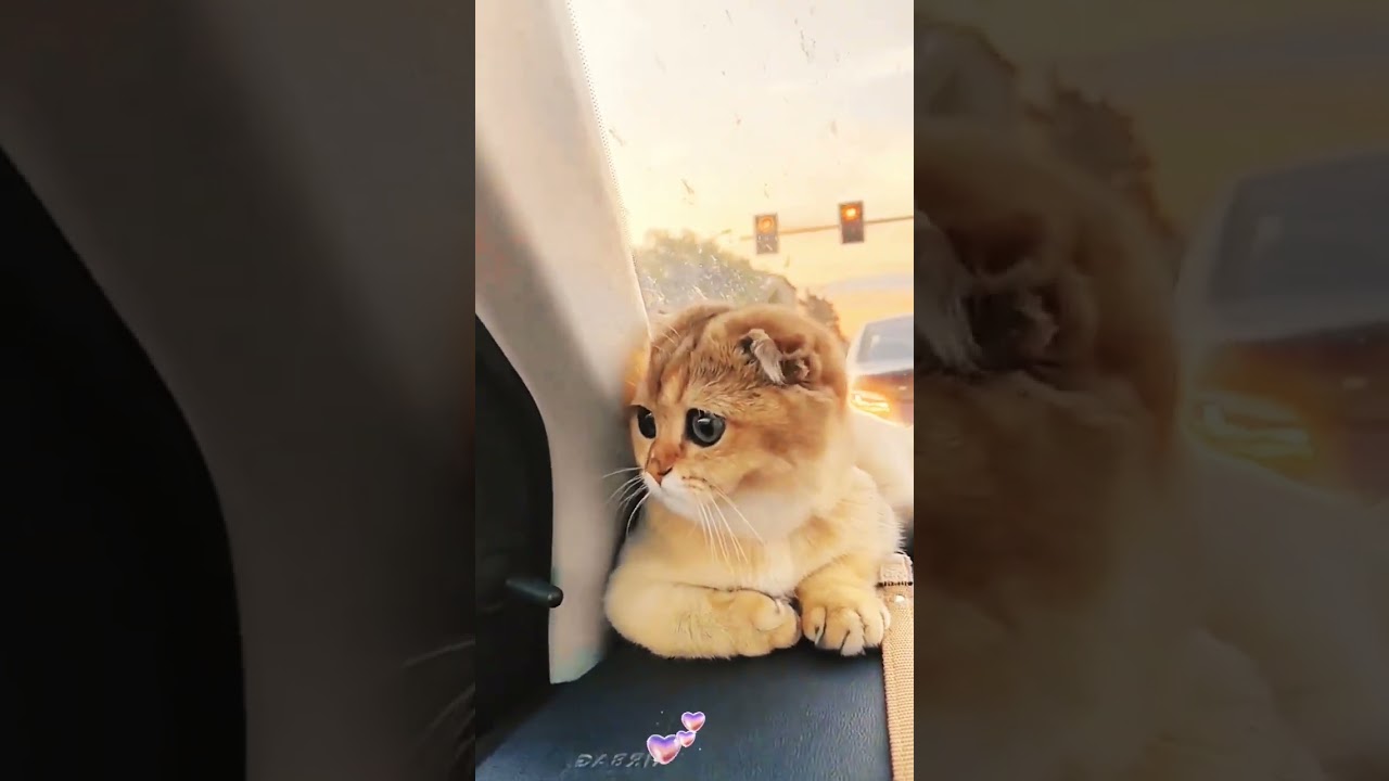 Cute 🥰 cat 🐈 sitting on the car 🚗 dashboard watching traffic 