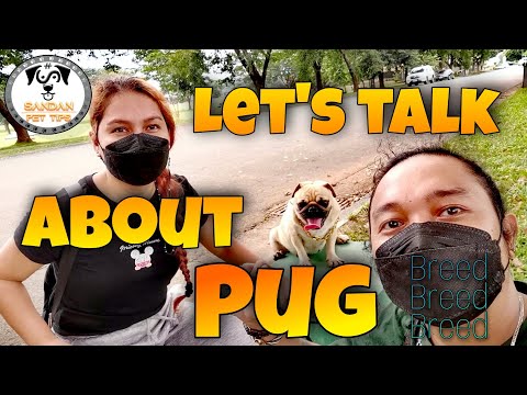 Let&rsquo;s talk about Pug breed