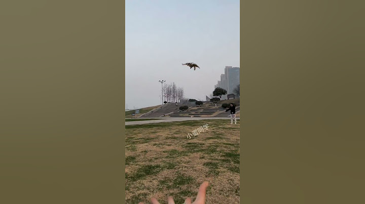 Poor Sugar Glider Was Caught By An Eagle #cutepets #animals #sugarglider #funny