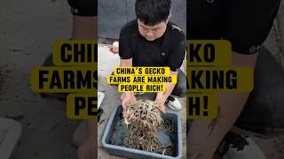 The 275 Gecko didyouknow unique facts