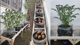 cara mudah menanam kentang supaya ber umbi banyak || how to grow potatoes from seed to harvest
