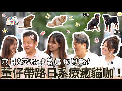 乃粉大集合❤️乃哥竟被羅威納嚇到魂都飛了🤣董仔帶路日系貓咖療癒爆表！乃哥現場重操舊業划起拳來【#今天誰帶路】EP11完整版 董仔 劉爾金