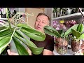 КОРНИ ОРХИДЕИ ЛУЧШЕ РАСТУТ в каком варианте посадки орхидеи? МОЁ мнение на примерах