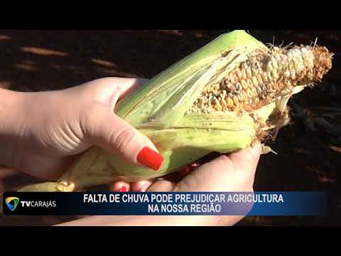 Falta de chuva está prejudicando agricultura na região de Campo Mourão
