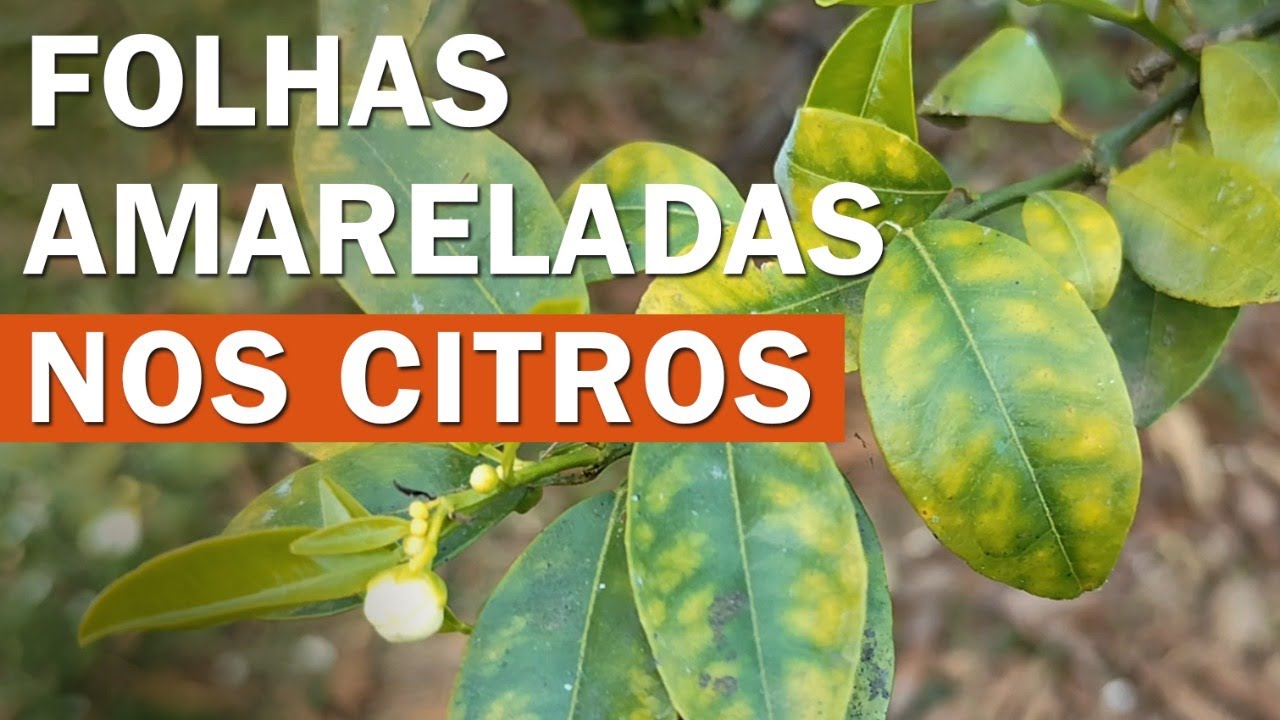 Folhas com Manchas Amarelas nos Citros, como resolver essa deficiencia