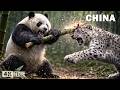 WILD CHINA | The Hidden Kingdom of Nature and Untold Secrets  | Nature Animal Documentary