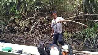 kehidupan suku  dayak mencari rotan dihutan kalimantan