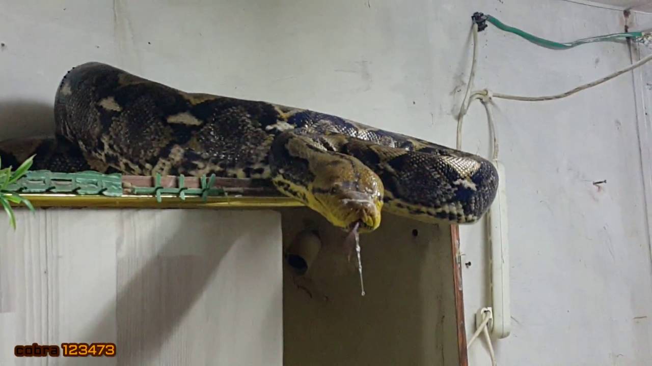 مواجهه شرسه بيني وبين الثعبان لوكو المجنون بعد ان كسر حوضه وخرج مع جمال العمواسي