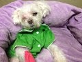 Blind, neglected Maltese strives in rescue with her Muffin's Halo. Cotton's story so far.