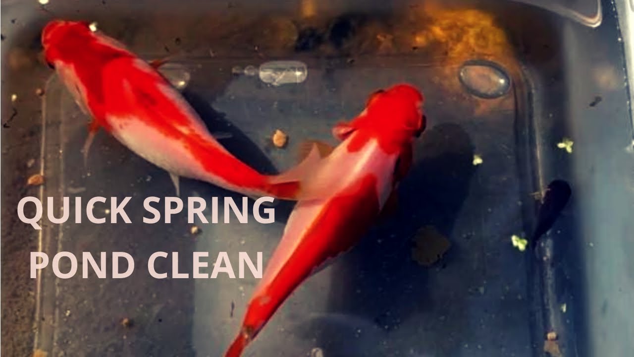 Picture Idea: Quick Mini Pond Pump Maintenance Between Spring Rainstorms Say Hello