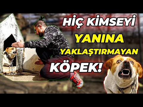 Video: Bir Yavru Hamile Alırsa Komplikasyonlar