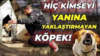 Bölgesini Korurken Isıran Köpeğe Nasıl Yaklaşılır? - Acayip Saldırgan Bir Köpek