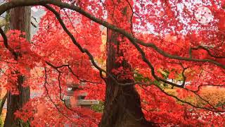 Neelate luka bhaku Thumb