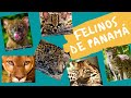 Los felinos de Panamá-Seminario Educación para la Conservación de Grandes Felinos