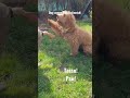 Dog commands in finnish! #finnishlanguage
