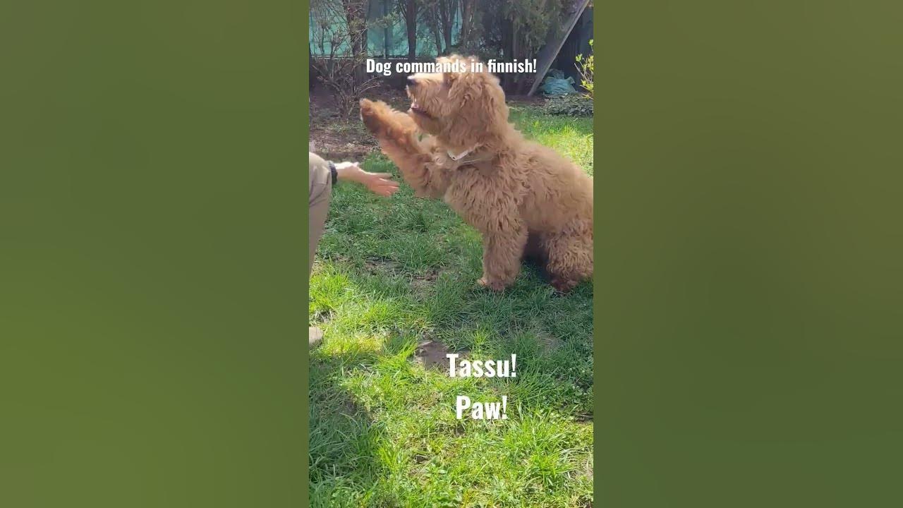 Dog commands in finnish! finnishlanguage YouTube