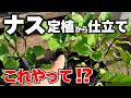 【家庭菜園】ナス栽培で定植直後の管理作業!地温・防霜・仕立て・初期防除を科学で攻略する