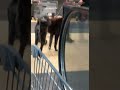 Пёс Возле Эскалатора