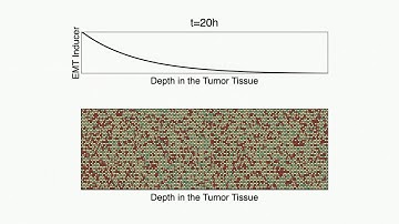 Cancer cell heterogeneity in the tumor microenvironment