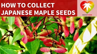 How to collect Japanese maple seeds screenshot 5