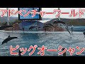 南紀白浜2023 ビッグオーシャン イルカ パフォーマンス