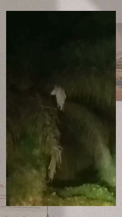 Resiko kerja di kebun sawit malam malam #penampakan #hantu #sawit #kebunsawit #kuntilanak