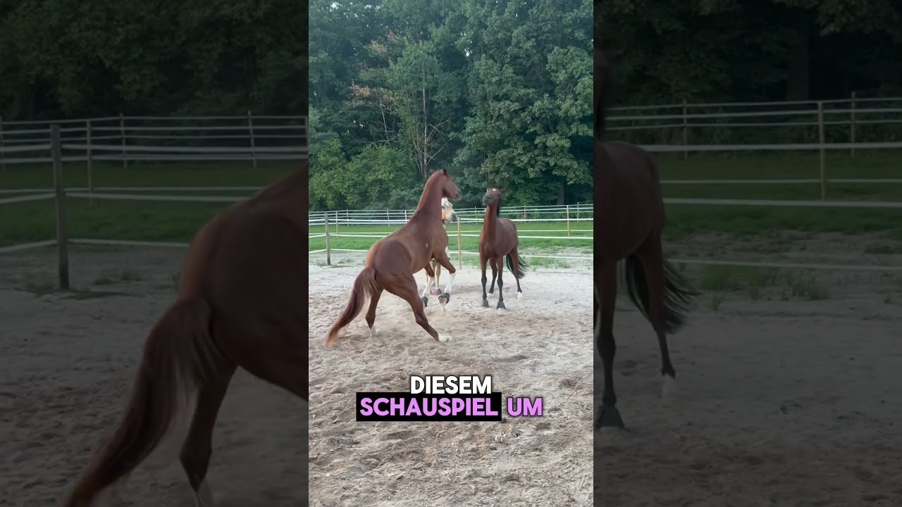 Wie sehr stört ein Halbstarker in der Herde? 😇🦄🫶🏼💖🎤🎧