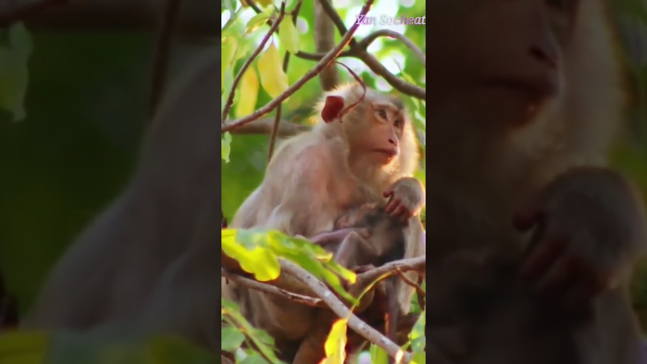 10 February 2026cutemonkey 