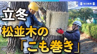 立冬、ぽかぽか陽気でも冬支度　松並木で「こも巻き」　静岡・三島